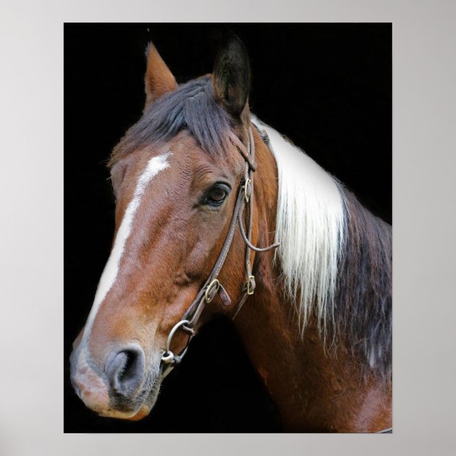 Poster cheval Brown et blanc (Devant)
