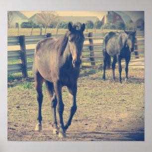 Poster Cheval convivial, Cheval timide