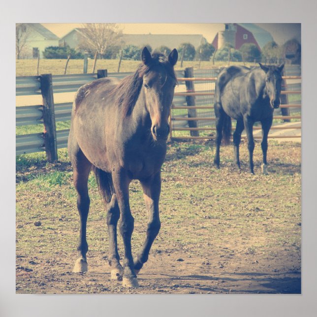 Poster Cheval convivial, Cheval timide (Devant)