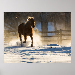 Poster Cheval courant à travers la neige