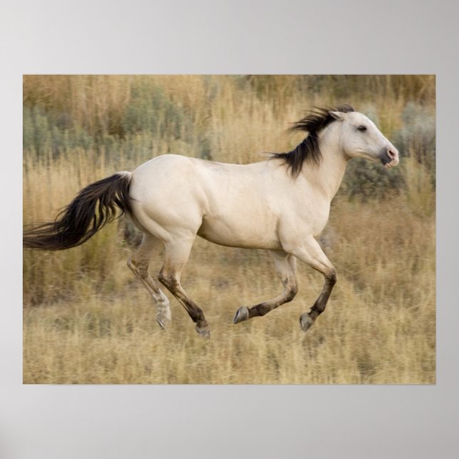 Poster Cheval courant à travers les herbes de la prairie (Devant)