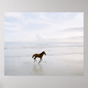 Poster Cheval courant sur la plage