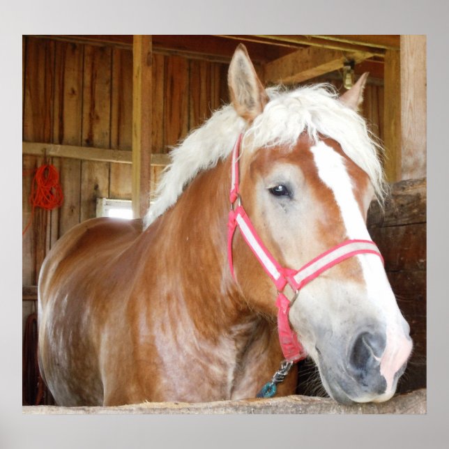 Poster Cheval dans l'étal 1 (Devant)