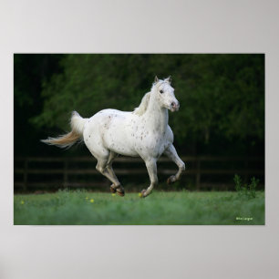 Poster Cheval d'Appaloosa courant 1