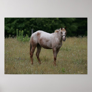 Poster Cheval d'Appaloosa se tenant dans l'herbe
