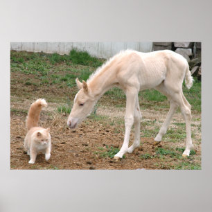 Poster Cheval de bébé de palomino et chat de grange