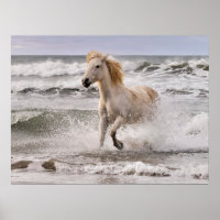 Cheval de Camargue sortant des vagues