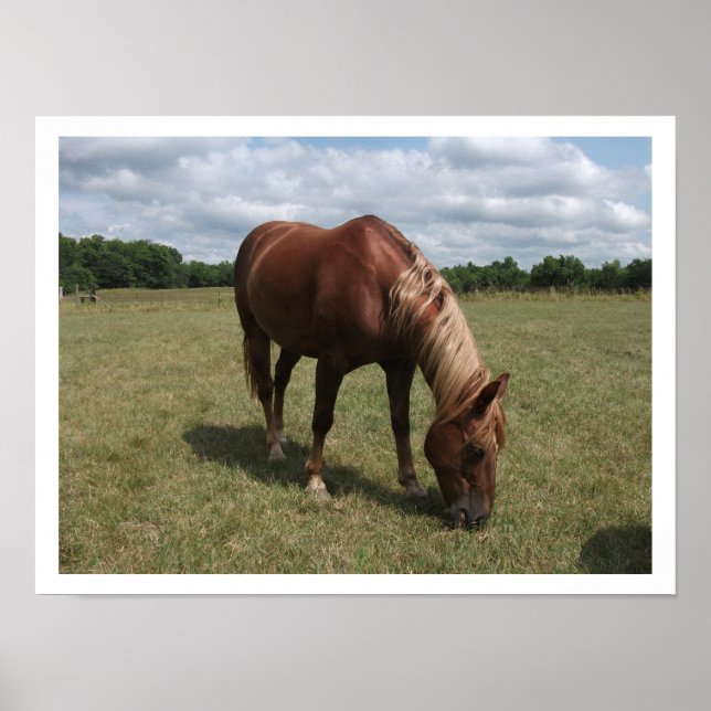 Poster Cheval de châtaignier pâturage dans les pâturages (Devant)