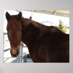 Poster Cheval de marche rouge du Tennessee de grands yeux