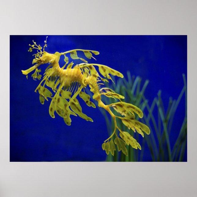 Poster Cheval de mer (Devant)