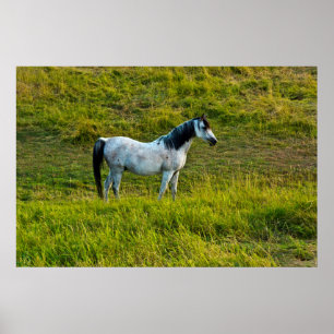 Poster cheval de Palouse, Colfax, région de Palouse, Wash