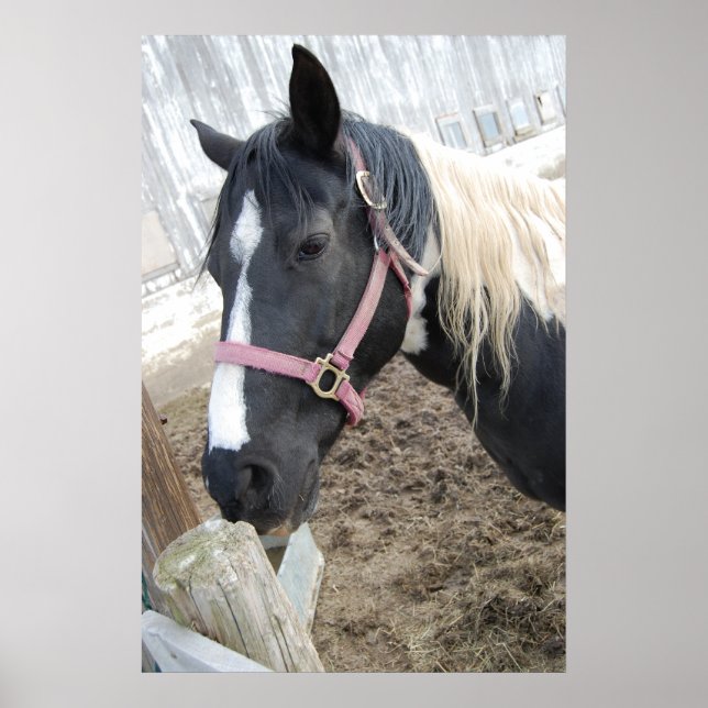Poster Cheval de peinture (Devant)