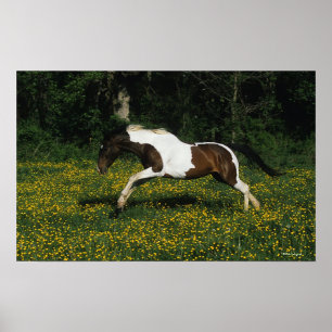 Poster Cheval de peinture courant dans le champ de fleurs