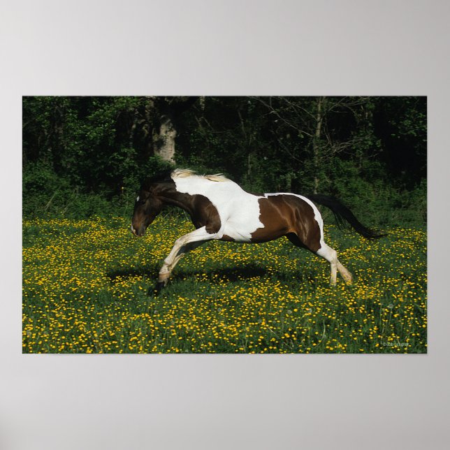 Poster Cheval de peinture courant dans le champ de fleurs (Devant)