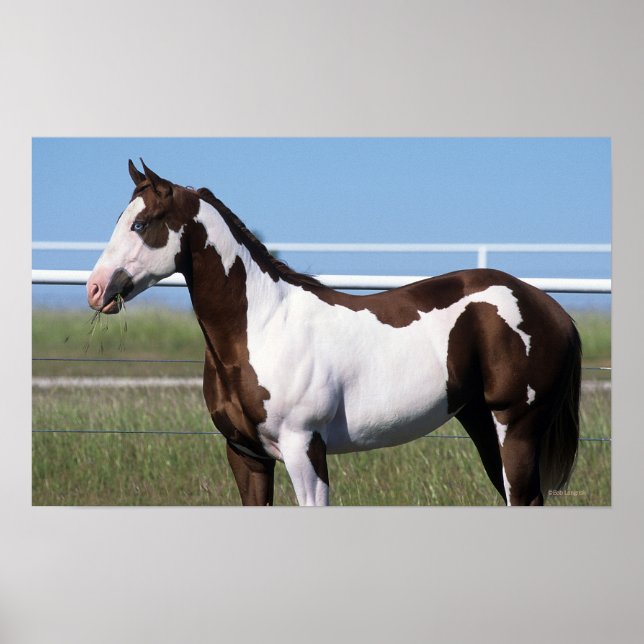 Poster Cheval de peinture debout (Devant)