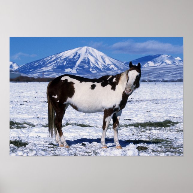 Poster Cheval de peinture debout dans la neige (Devant)