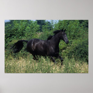 Poster Cheval de pur sang fonctionnant dans l'herbe