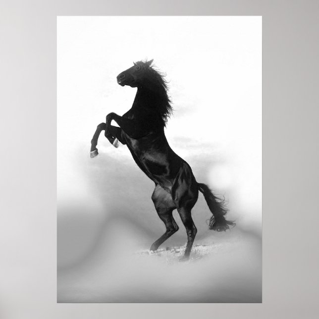 Poster Cheval d'élevage noir blanc (Devant)