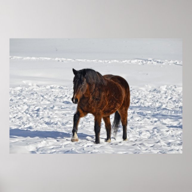 Poster Cheval d'hiver de la Baie "Année du Cheval" Equine (Devant)