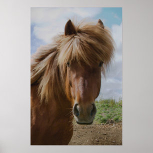 Poster Cheval d'Islande III