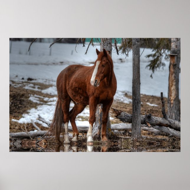 Poster Cheval Dun Ranch À Boire Trou Equine Photo (Devant)