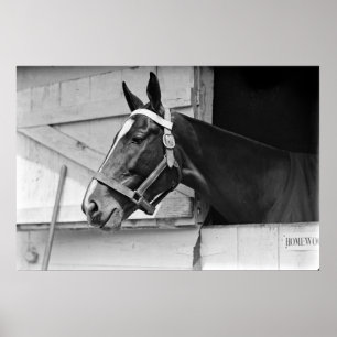 Poster Cheval en noir et blanc, Photographie Vintage