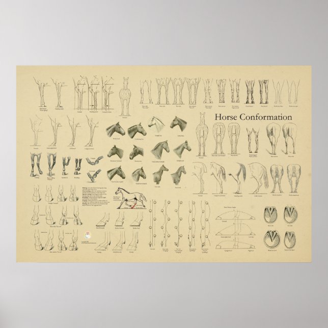 Poster Cheval Equine Conformation Graphique Legs Démarche (Devant)