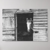 Cheval et grange Peekaboo noir et blanc