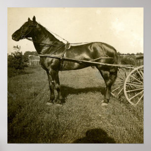 Poster Cheval et ombre