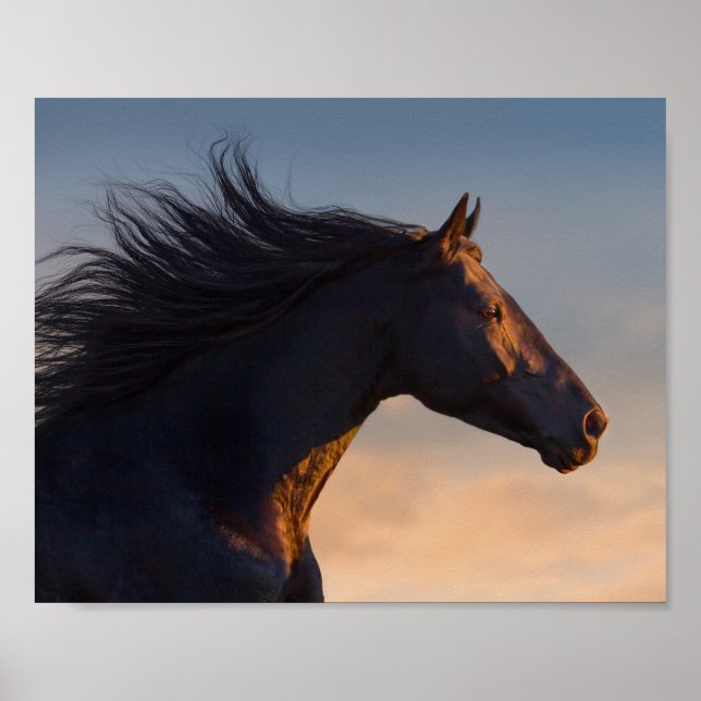 Poster Cheval friésien noir à Sunlight Découpage Imprimer (Devant)