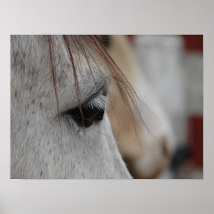 Poster Cheval gris