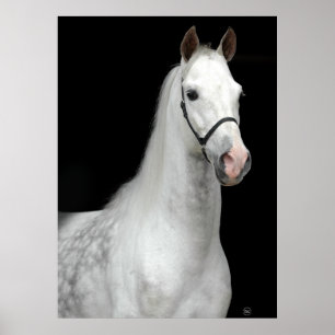Poster Cheval gris pomme
