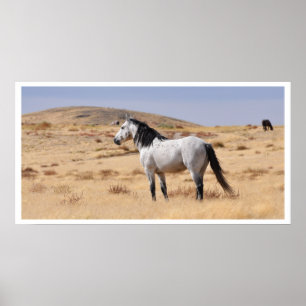 Poster Cheval Gris Sauvage, Utah