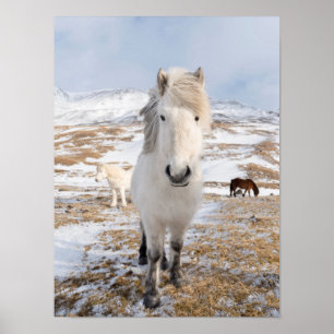 Poster Cheval islandais blanc, Islande