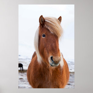 Poster Cheval islandais en hiver