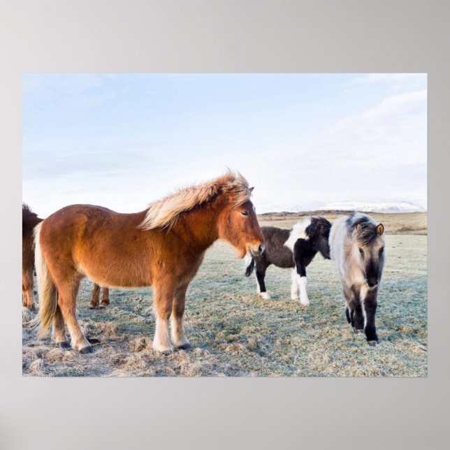 Poster Cheval islandais en hiver en Islande (Devant)