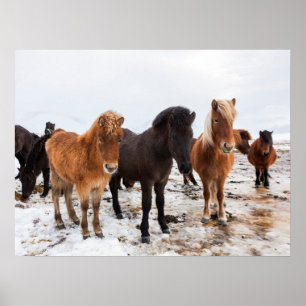 Poster Cheval islandais en hiver Islande