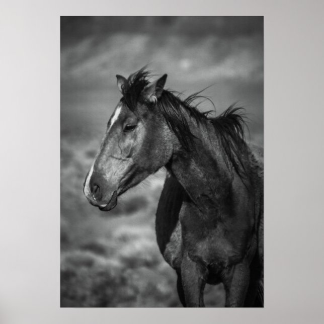 Poster cheval mère (Devant)