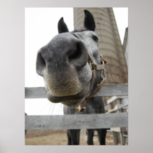 Poster Cheval Mignon De Près