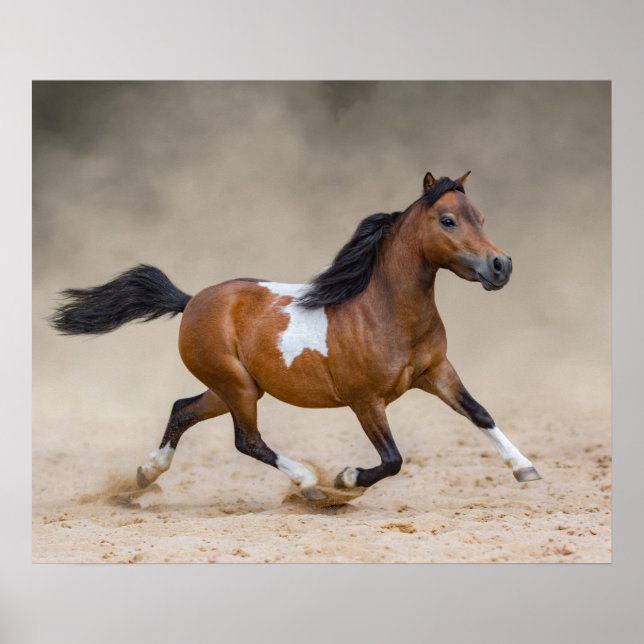 Poster Cheval Miniature Américain Skewbald Courant Dans L (Devant)