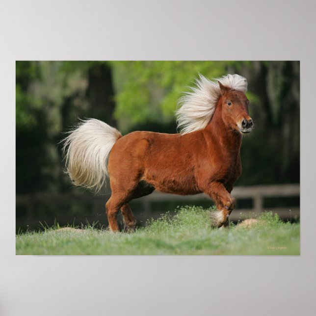 Poster Cheval miniature debout (Devant)