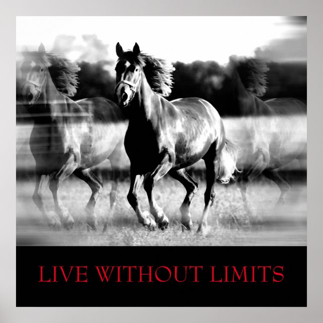 Poster Cheval Motivationnel Blanc Noir Vit Sans Limites (Devant)