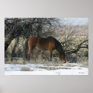 Poster Cheval Mustang sauvage dans la neige 1