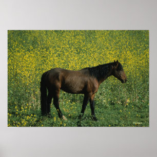 Poster Cheval Mustang sauvage debout en fleurs
