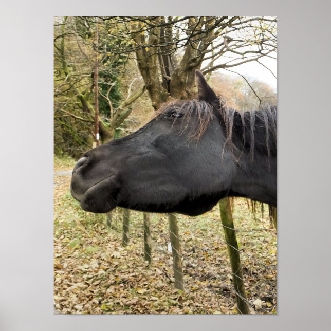 POSTER CHEVAL NOIR (Devant)