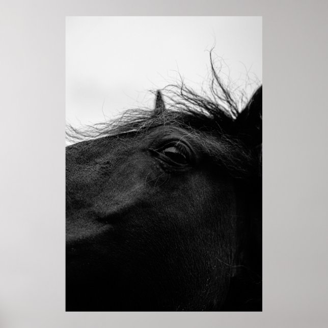 POSTER CHEVAL NOIR (Devant)