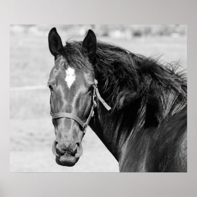 Poster Cheval Noir Blanc (Devant)