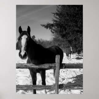 Poster Cheval noir et blanc