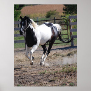 Poster Cheval/Paint Pinto