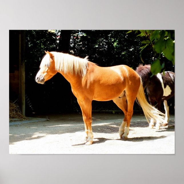 Poster cheval Palomino (Devant)